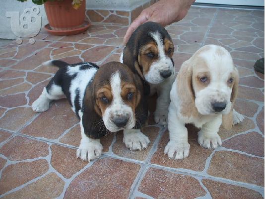 PoulaTo: Basset hound  Πουλάω όμορφα κουτάβια  310 euro