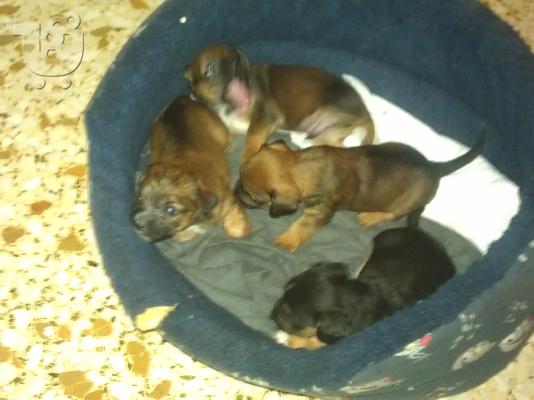 PoulaTo: Χαρίζονται ημίαιμα σκυλάκια