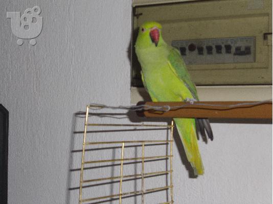 PoulaTo: παπαγαλος πρασινος ριγκνεκ