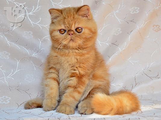 PoulaTo: Persian, Exotic, Hymalayan kittens and cats