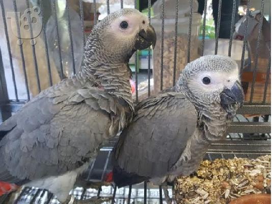 PoulaTo: Αφρικάνικα γκρίζα παπαγάλοι