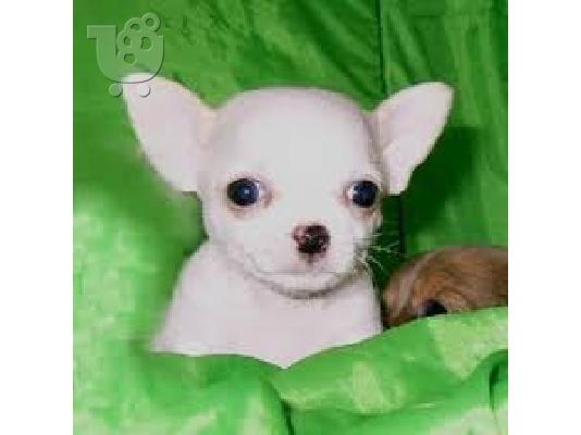 PoulaTo: Lovely κουτάβια Chihuahua προς πώληση