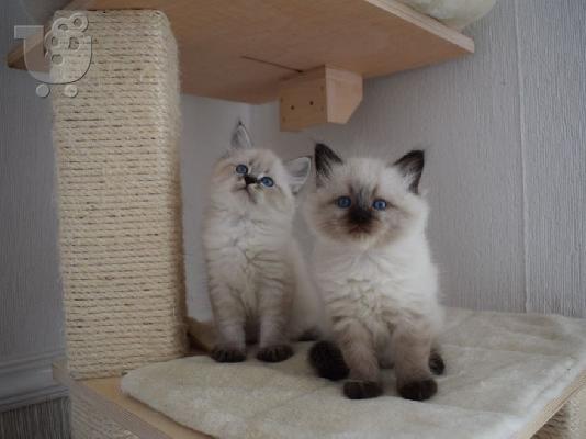 PoulaTo: Πωλούνται γατάκια Siberian