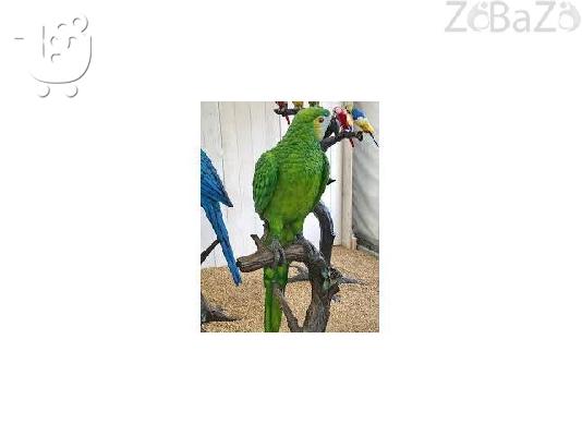 PoulaTo: Ygií Macaws kai papagáloi gia Rehoming Parakaló epikoinoníste mazí mas