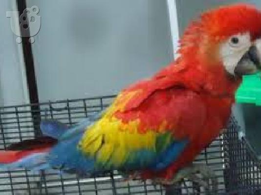 PoulaTo: υπέροχο παπαγάλο macaw για 200 €