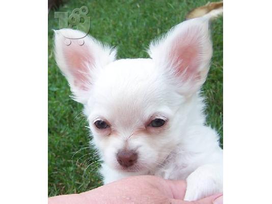 PoulaTo: Chihuahua miniature καθαρόαιμα κουτάβια, Αθήνα