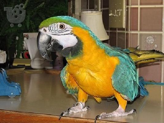 PoulaTo: Θηλυκούς παπαγάλους Μπλε και χρυσό μακώ