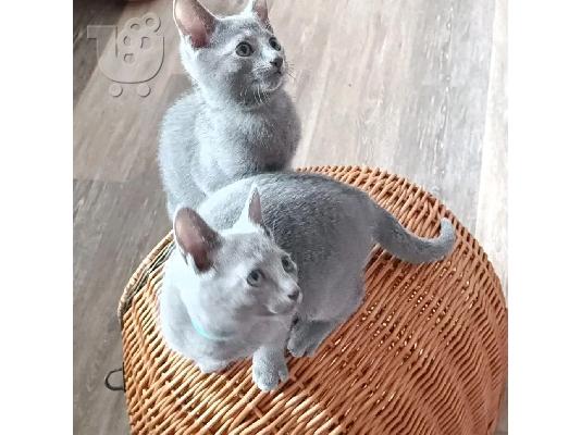 PoulaTo: Tussian μπλε γατάκια
