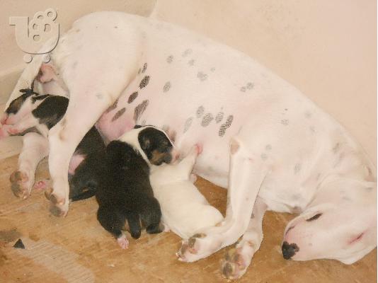 PoulaTo: κουταβια bull terrier
