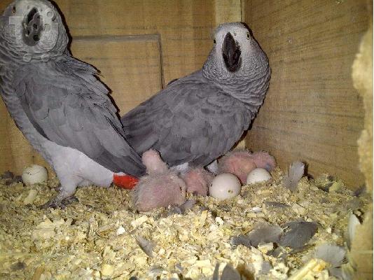 Πανέμορφο είδη παπαγάλων και πρόσφατα γονιμοποιημένα αυγά παπαγάλος για πώληση....