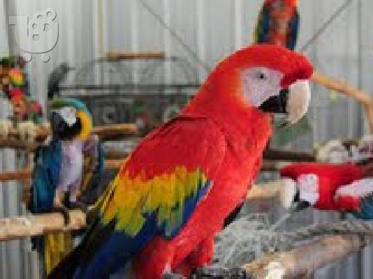 PoulaTo: scarlet παπαγάλος macaw για 200 ευρώ