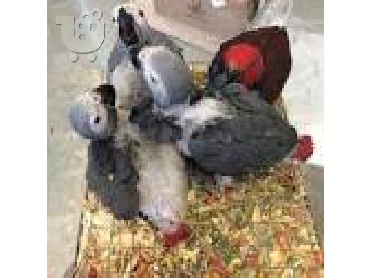 PoulaTo: μωρά αφρικανικοί γκρι παπαγάλοι 150€