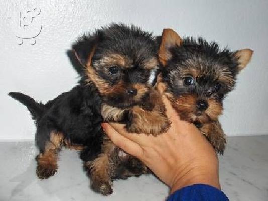 PoulaTo: yorkshire terrier toy