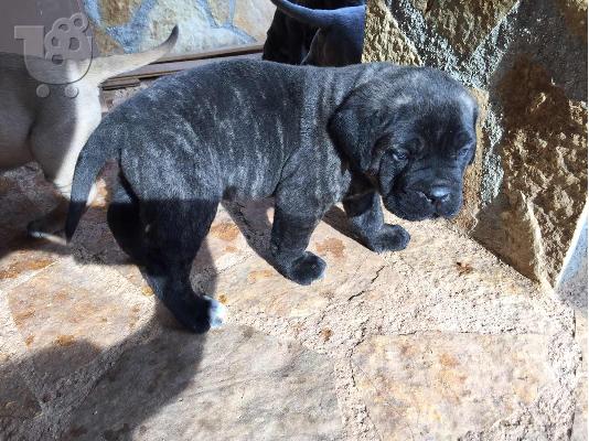 PoulaTo: Yorkshire Terrier Mini 180 €