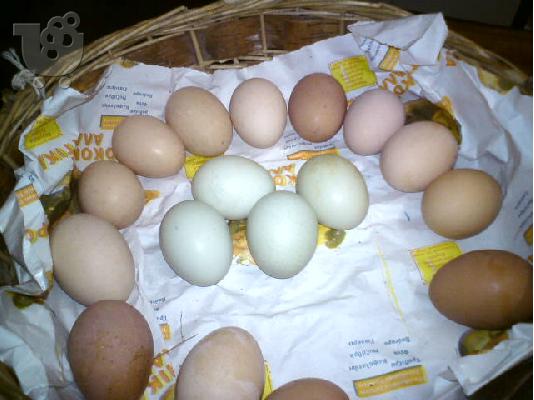 PoulaTo: αυγα χωριατικα