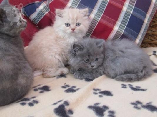 PoulaTo: Πλήρης γατάκια Γενεαλογικό British Shorthair Μπλε