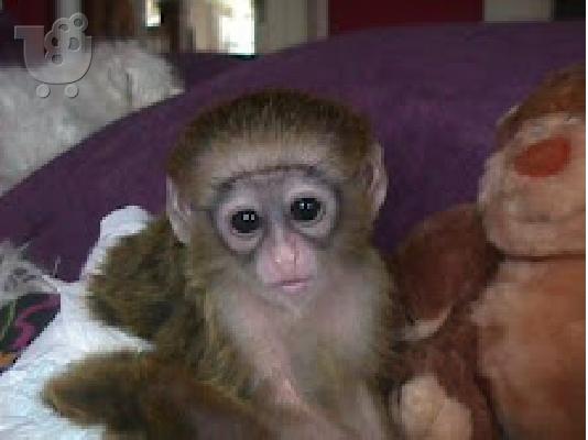 PoulaTo: μαϊμού καπουτσίνα μωρού 300 €