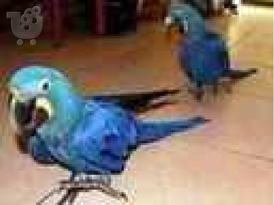 PoulaTo: ΠΑΠΑΓΑΛΟΣ macaw blue gold!!!