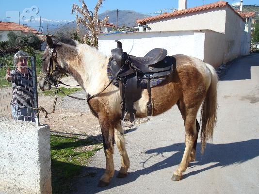 PoulaTo: πωλειται αλογο