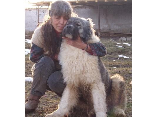 Kennel "Duchman" sale male Caucasian Shepherd