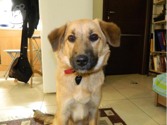 PoulaTo: Χαρίζεται!!!! η ΑRΥΑ - Πανέμορφη σκυλίτσα 7μισή μηνών