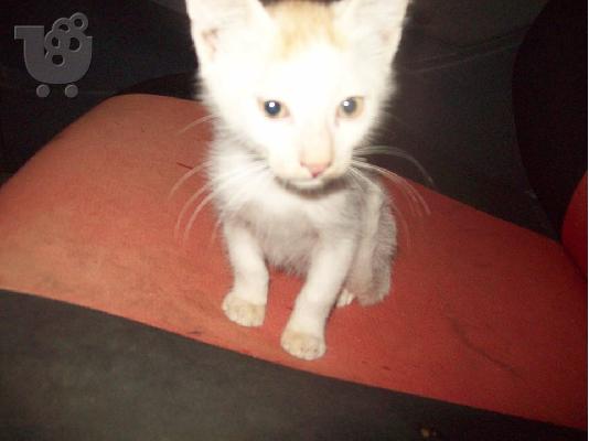PoulaTo: Λευκο γατακι για υιοθεσια