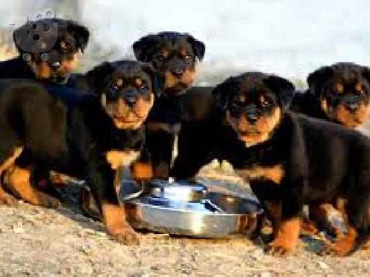 PoulaTo: Τελευταία απορριμάτων γερμανικά κουτάβια Rottweiler Ready