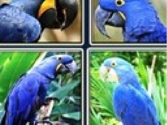 ΠΑΠΑΓΑΛΟΣ macaw blue gold!!!