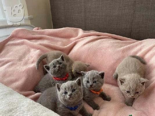 PoulaTo: active british shorthair kittens
