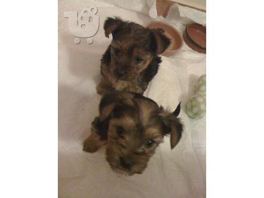 PoulaTo: Πωλούνται κουταβάκια Yorkshire terrier