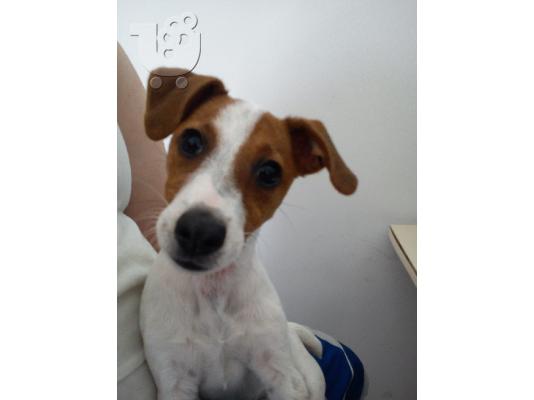 PoulaTo: Πωλείται Jack Russell terrier