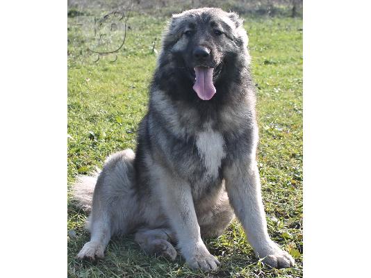 PoulaTo: Caucasian shepherd dogs - Καυκάσιος Ποιμενικού