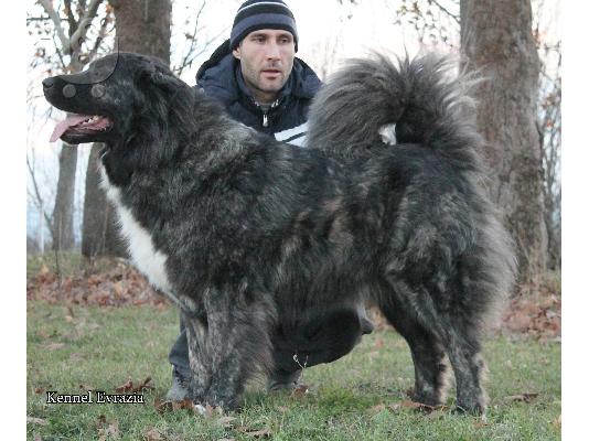 Caucasian shepherd dogs - Καυκάσιος Ποιμενικού