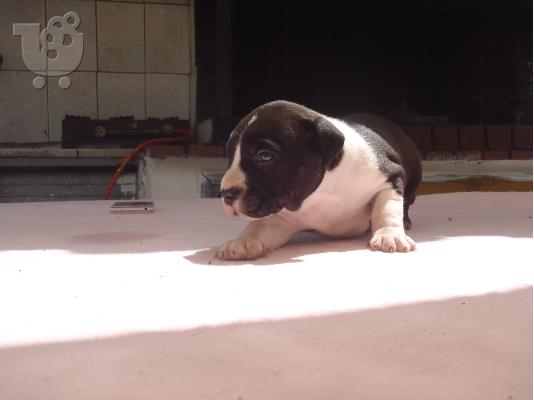 PoulaTo: American pit pull terrier