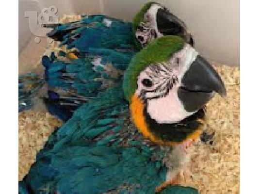 PoulaTo: μπλε και χρυσό μακώ παπαγάλοι