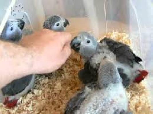 PoulaTo: γκρίζο παπαγάλο από το Αφγανιστάν για 150 €