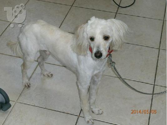 PoulaTo: Βρεθηκε μικροσωμο σκυλακι στο Περαμα