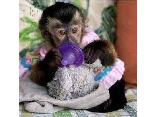 PoulaTo: Χαριτωμένος μικρός αρσενικός και θηλυκός πίθηκος καπουτσίνος