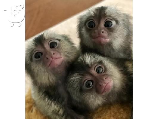 PoulaTo: baby marmoset monkey for 300€