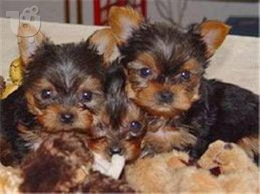PoulaTo: Yorkshire Terrier Toy