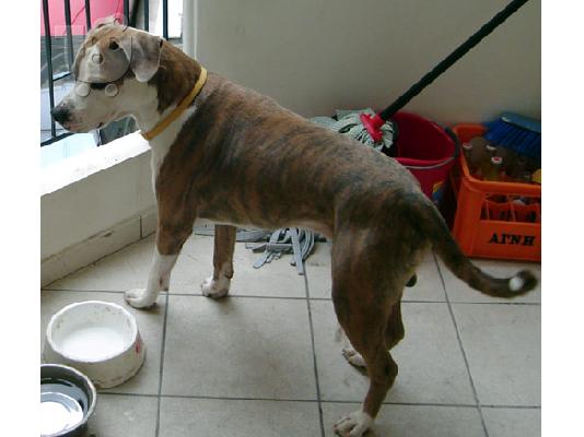 PoulaTo: ΧΑΡΙΖΕΤΑΙ Ημίαιμο Staffordshire terrier