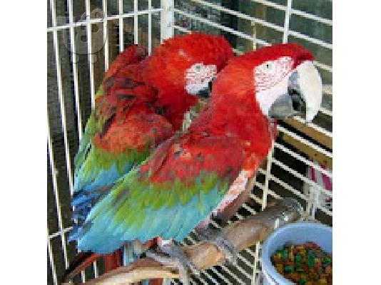 PoulaTo: όμορφα μωρά κόκκινα παπαγάλοι παπαγάλων