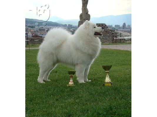 PoulaTo: Samoyed puppy