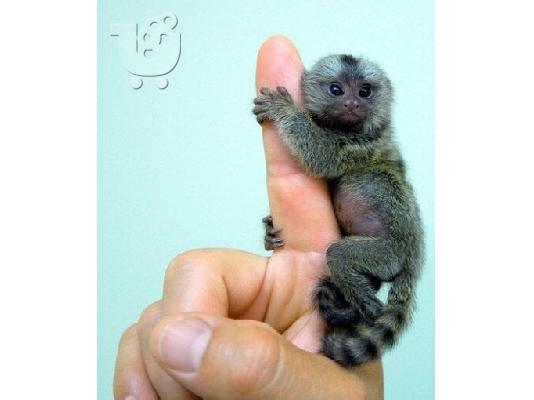 PoulaTo: Όμορφο και χαριτωμένο πυγμαίος marmoset