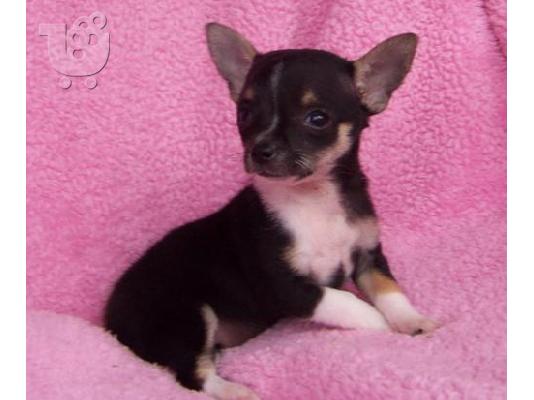 PoulaTo: Chihuahua miniature
