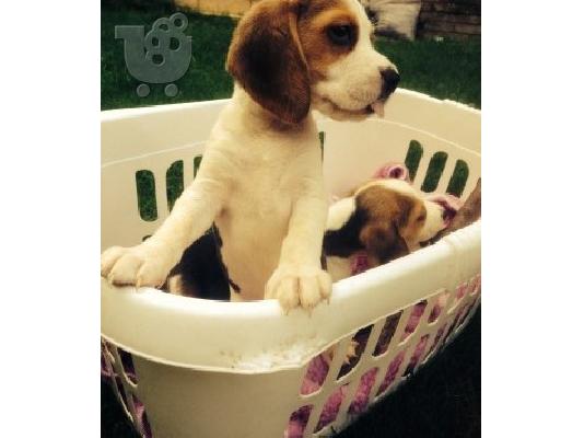 Γεια σου έχω για διάθεση ένα χαριτωμένο beagle