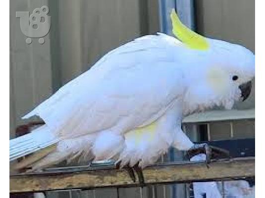 PoulaTo: Όμορφο παπαγάλο cockatoo για 200 €