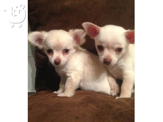 PoulaTo: Χαριτωμένα κουτάβια Chihuahua Τιμή κατόπιν επικοινωνίας