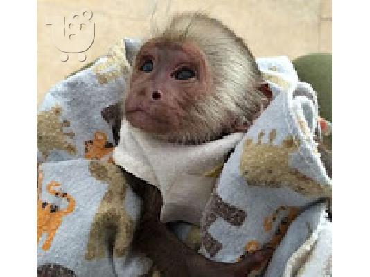 PoulaTo: μωρό capuchin μωρό για 299 €