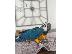 PoulaTo: Hyacinth Blue and Gold Macaw Parrot